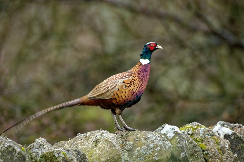 Pheasant