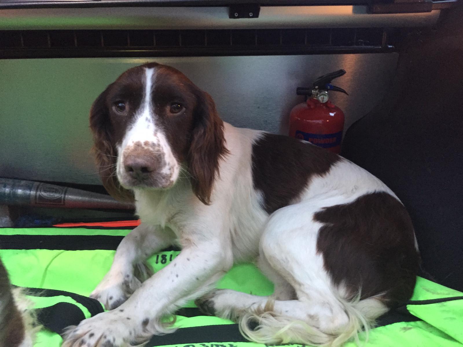 Appeal to find owner dog Appeal to find owner dog